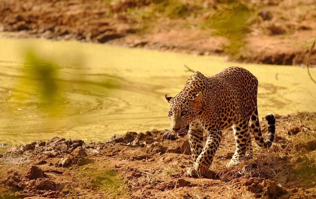 Naturehawks Safari Villa Tissamaharama Zewnętrze zdjęcie